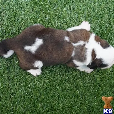 Saint Bernard puppy for sale